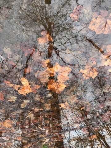 Fall Reflection with Leaves