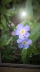 Blue Spring Flowers